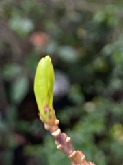 Forsythia × intermedia