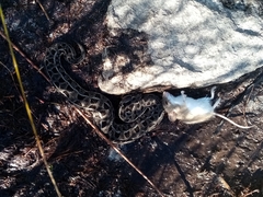 Mus minutoides minutoides