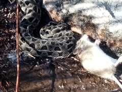 Mus minutoides minutoides