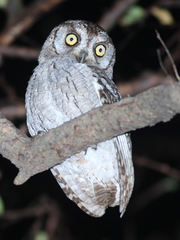 Otus pamelae