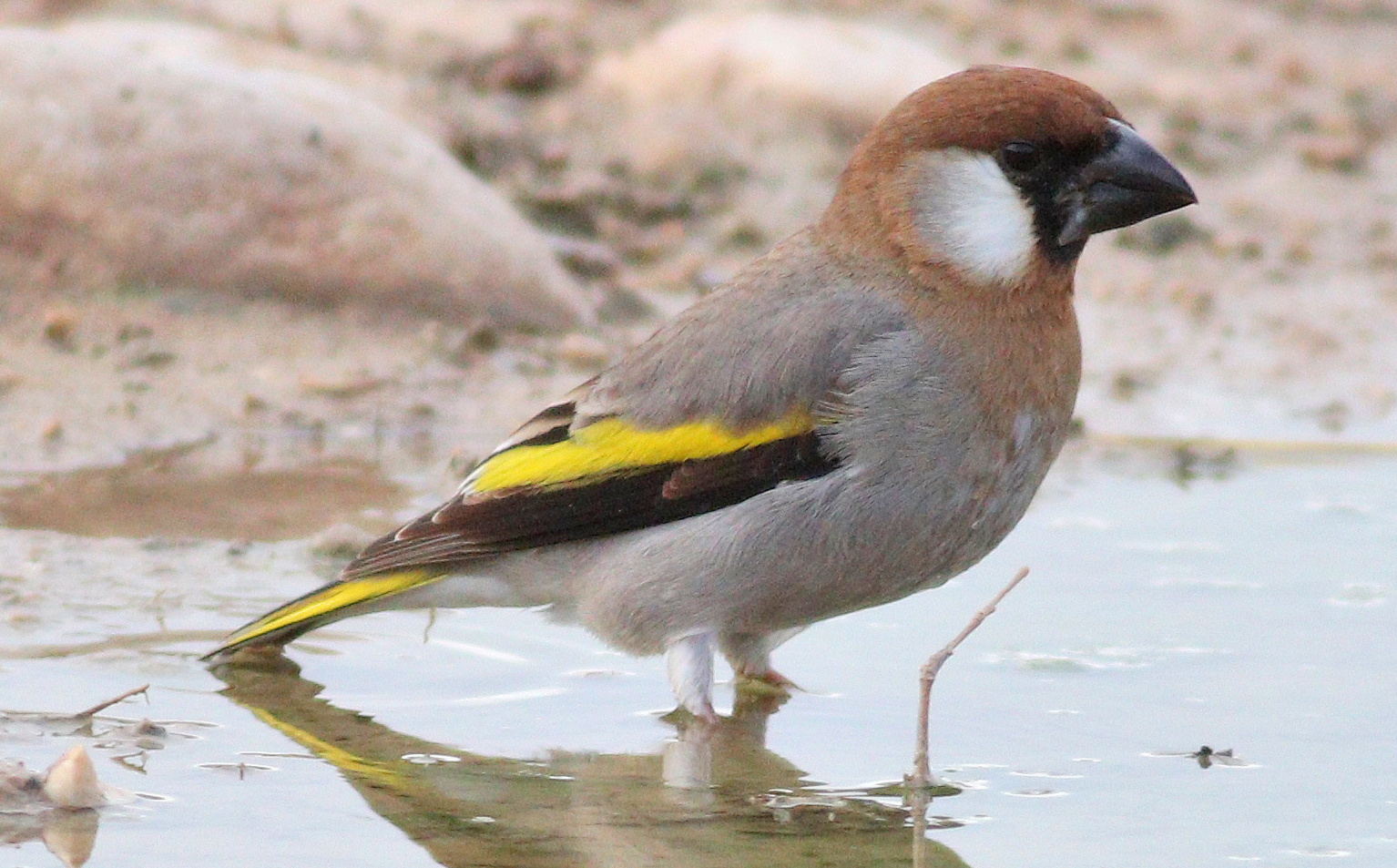 Arabian Golden-winged Grosbeak (Rhynchostruthus percivali), photo 4