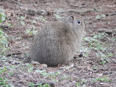 Galea leucoblephara