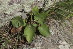 Viola suavis
