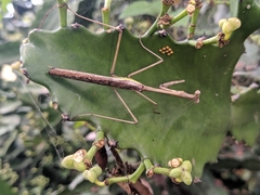 Stagmomantis domingensis