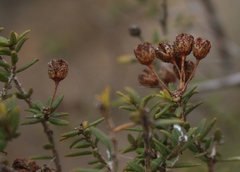 Agathosma foetidissima