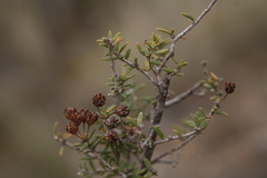Agathosma foetidissima