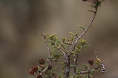 Agathosma foetidissima