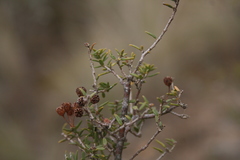 Agathosma foetidissima