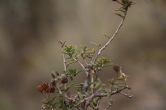 Agathosma foetidissima