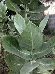Calotropis procera