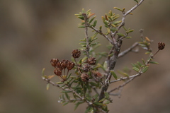 Agathosma foetidissima