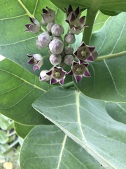 Calotropis procera