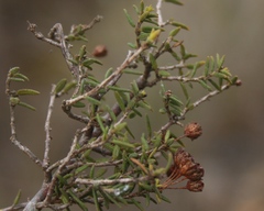 Agathosma foetidissima