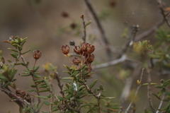 Agathosma foetidissima