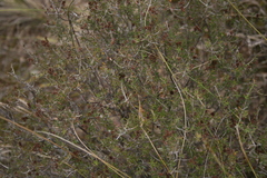 Agathosma foetidissima