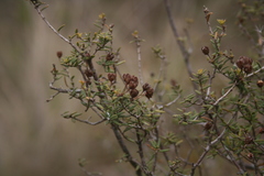 Agathosma foetidissima