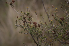 Agathosma foetidissima