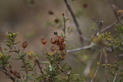 Agathosma foetidissima
