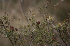 Agathosma foetidissima