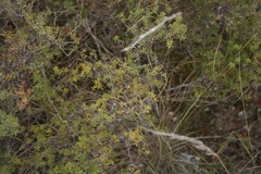 Agathosma foetidissima