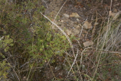 Agathosma foetidissima