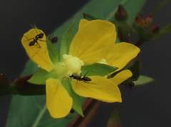 Ludwigia erecta