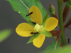 Ludwigia erecta