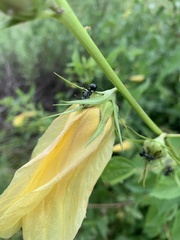 Hibiscus dongolensis