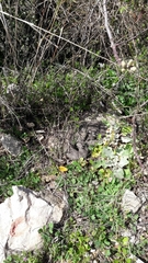 Macrovipera lebetinus