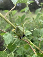 Hibiscus dongolensis