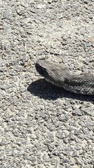 Macrovipera lebetinus