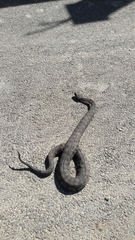 Macrovipera lebetinus