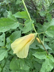 Hibiscus dongolensis