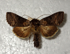 Abrostola asclepiadis