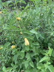 Hibiscus dongolensis