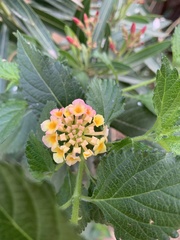 Lantana