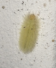 Erebidae