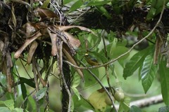 Euphonia gouldi image