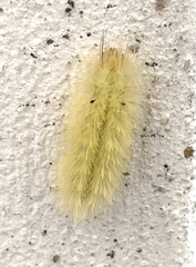 Erebidae