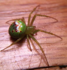 Araneus bonsallae