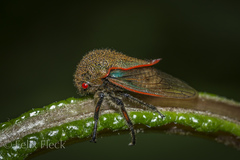 Metcalfiella erecta
