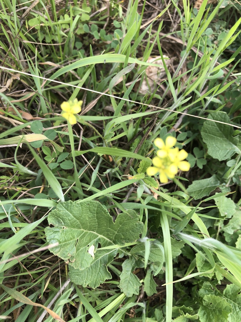annual bastard cabbage from FM2271, Belton, TX, US on March 16, 2021