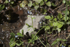 Myosotis cespitosa