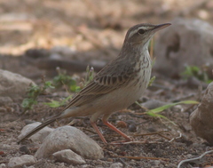 Anthus similis