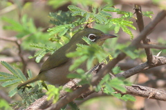 Zosterops abyssinicus
