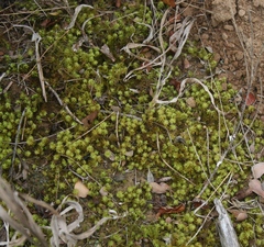 Pseudocrossidium crinitum