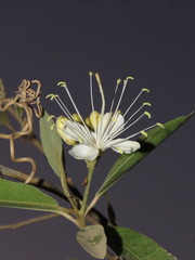 Quadrella indica