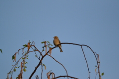 Fringilla coelebs