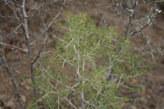 Asparagus mariae