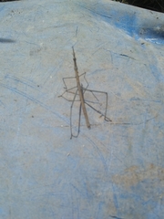 Microcoema acuminata